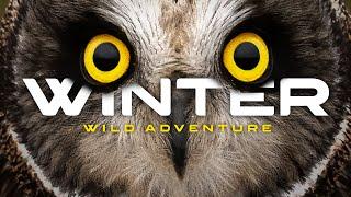 Wild Winter Adventure: Filming Birds I've Never Seen Before