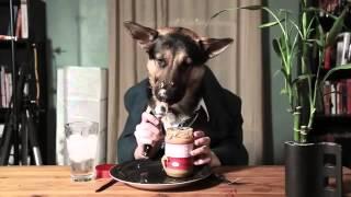 ¡INCREÍBLE! PERRO HUMANO COMIENDO EN LA MESA