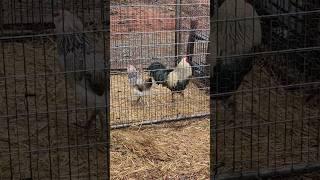 The Dance #happy #homestead #funny #funnyvideo #animals