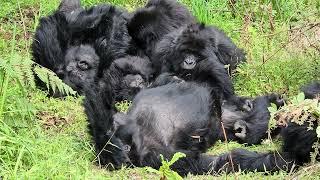 World Gorilla Day well spent  in Mgahinga gorilla national park