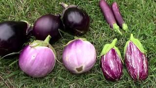 August Eggplant Update, AKA Aubergine. And a Harvest of 4 Different Types.