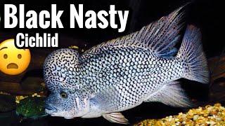 Black Nasty Cichlid Care - Aggression