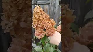 Обрезаю метельчатую гортензию для хорошей зимовки!