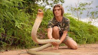 I Found The Biggest King Cobra in Borneo?! (Venom Milking)