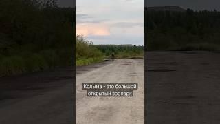 Лось и лосенок на трассе Колыма #колыма #магаданскаяобласть