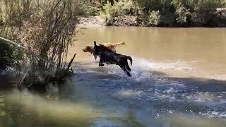 Собачий парк /Dog Park Off Leash