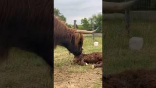 Highland cow birth #farmlife #highlandcow #farm
