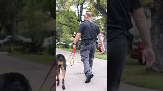 Training Josh Hart's Rottweiler #shorts #nba #rottweiler