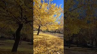 Beauty of Autumn  #amazing #nature #beautifulchitral #travel #mountains #naturelovers #nature