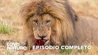 DEPREDADOR vs PRESA en la Sabana Africana ️ | Iconos de la Vida Silvestre  Ep 5 | Love Nature 