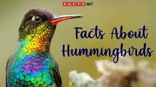 Hummingbird Facts And More About The Smallest Bird Species