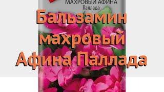 Бальзамин махровый Паллада (pallada)  бальзамин Паллада обзор: как сажать семена бальзамина Паллада