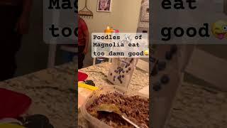 Poodles of Magnolia Eating Better Than US