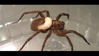 Wolf spider devoured by wasp larva