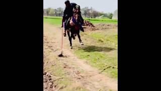 Nazabazi with Mubashar Tiwana#beautifulhorses #horse #pakistan#punjab #youtube#youtubeshorts