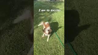 OMG Can anyone help me to catch this dog ?