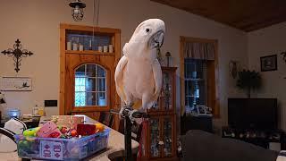 Friday The 13th With A Cockatoo