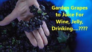 Graden Grapes to Juice for, Wine, Jelly,....You Name IT!