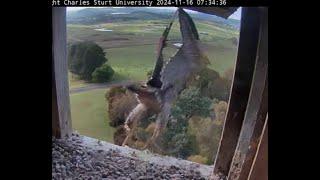 FalconCam 2024 11 16 Yira has good fledge