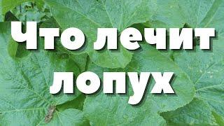 СЕКРЕТНЫЕ СВОЙСТВА ЛОПУХА + Рецепты! Фитотерапия. Выпуск 95.