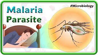 Malaria Parasite Lifecycle, Clinical manifestations, Complications, Diagnosis  & Treatment | USMLE