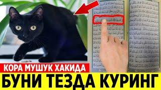 ДИККАТ! КОРА МУШУК ЯНИ ПИШАК ХАКИДА МАНА ТЕЗДА БИЛИБ ОЛИНГ...