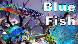 Awesome Blue Fish Stocking Options For Your Aquarium: A Fish For Every Size Tank!