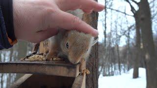 Покормил Толстую / I fed Tolstaya