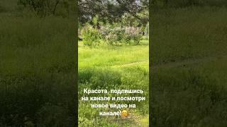 #ukraine #shortsvideo #природа #запоріжжя #запорожье #зп #україна #украина #славаукраїні #сирень