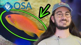 All About Anthias!