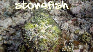 Grumpy Venomous Blobs - Fish Facts Stonefish