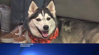 Meet Nova! WTAP’s Pet of the Week!