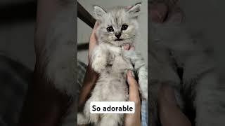 so adorable#sweet #kitten #cutecat #love #adorable