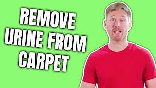 How To Remove Urine Stains From Carpet | How to Remove Pet Stains From Carpet