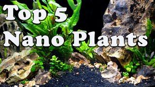 Aquatic Plants By Tank Size SERIES: *FAVORITES* For Aquariums LESS Than 5 Gallons!