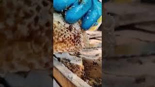 #mengly #honeybeesting #beefeater #vlong #honey #beekeeping #workerbee