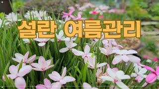 설란 장마철 관리하는 방법