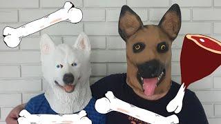 Bear, dogs and other animals masks videos البالونات والحيوانات الأليفة