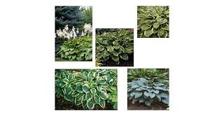 Moss Mountain Farm "Hosta By The Handful" 25piece Hosta ...