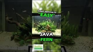 Java Fern! Aquarium Plant For Sale!