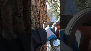 Eric McGrew #treeclimber #climbingarborist dealing with a super dead #treeremoval #arborist