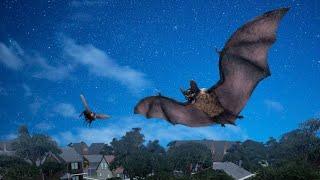 Microbat 5000 plays Bat Survival Simulator