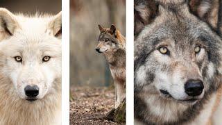 Incredible Black Wolf Photography | Capturing Wild Wolfs in Nature