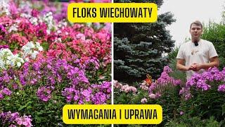 Floks wiechowaty - wymagania i uprawa (stara i niezawodna bylina o niesamowicie jaskrawych kwiatach)