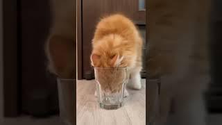 Cats so funny  very funny cats compilation#funnyanimals #cutecat #viral #youtubeshorts