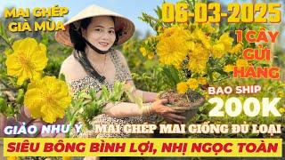 CHỊ MỘNG Giao Lưu Mai Vàng Giá Rẻ, Siêu Bông Bình Lợi, Giảo Như Ý, Nhị Ngọc Toàn... • THÀNH TRỌNG LÊ