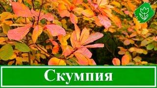  Кустарник скумпия – посадка и уход, растение скумпия кожевенная – выращивание в Подмосковье