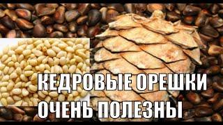 КЕДРОВЫЕ ОРЕШКИ ПРОФИЛАКТИКА ДИАБЕТА И НЕ ТОЛЬКО ПОЛЬЗА КЕДРОВОГО ОРЕХА