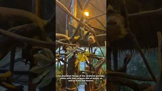 Sloth is the most unique animal in the world and habitats in tropical rain forest of Costa Rica