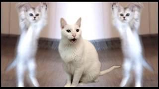 Cats Sing Hokey Pokey - Cats Version - Singing Cats